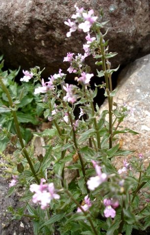 Nemesia denticulata